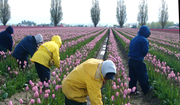Arbeidsmigranten komen er bekaaid af op de woningmarkt